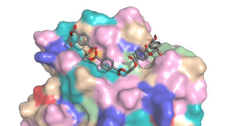 PETase  - Credit H.Lee Woodcock, University of South Florida
