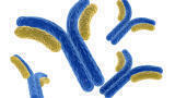 Search thousands of antibodies to find your match