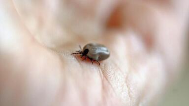 Why Are Tick-Borne Diseases on the Rise?