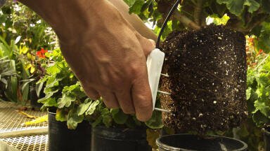 Three-in-One Soil Sensor Boosts Yield in Greenhouses