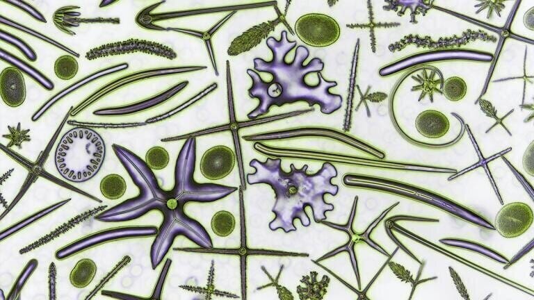 David Maitland -phase contrast image highlighting spicules of a Glass sponge 
