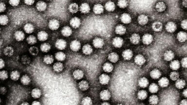 New Astrovirus Monoclonal Antibodies