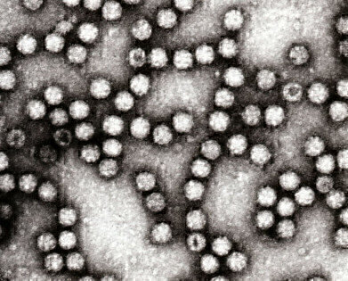 New Astrovirus Monoclonal Antibodies