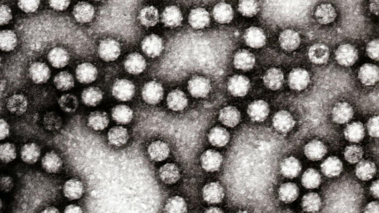 New Astrovirus Monoclonal Antibodies