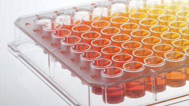 Proliferation of HepG2 cells on BRANDplates® cellGrade™ plus surface