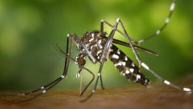 Can Mosquitos Stop Viruses Spreading?