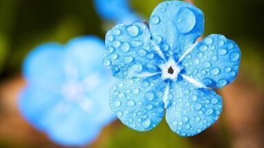 What Does Rain Smell Of?