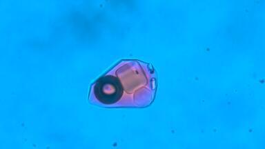 Report on Temperature- Controlled Microscopy to Study Inclusions in Mineral Deposits