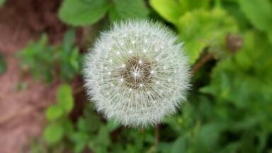 What is Rhinitis?