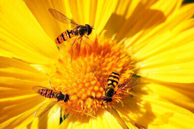 Are Bees Addicted to Pesticides?