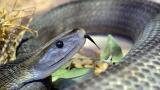 Collaboration develops Snakebite Antivenoms  