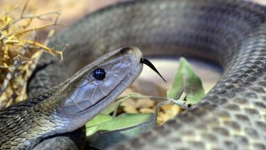 Collaboration develops Snakebite Antivenoms  