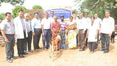 Vaccination Project Reveals Important Discoveries on PPR