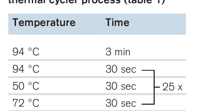 Table 1. Temperatures und times during the thermal cycler process. 