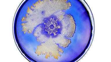 Dispelling the Myths of Bacteria: Oxford Exhibition Open