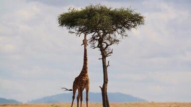 Why Are Tall People at a Greater Risk of Cancer?