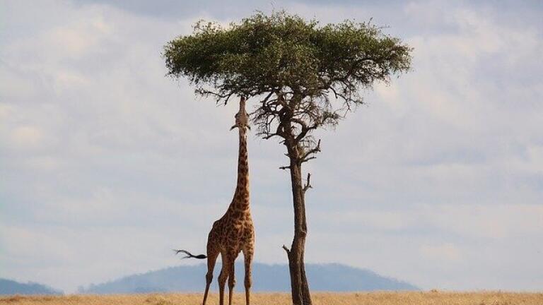 Why Are Tall People at a Greater Risk of Cancer?