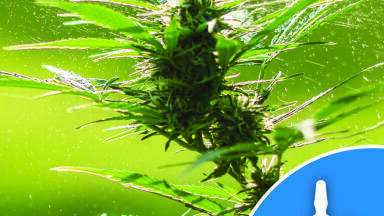 New Oregon Cannabis Pesticide Standards - Injecting Confidence in Your Analysis