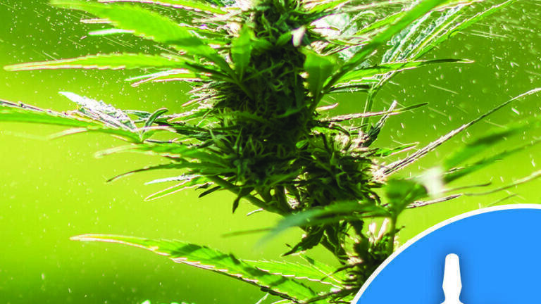 New Oregon Cannabis Pesticide Standards - Injecting Confidence in Your Analysis