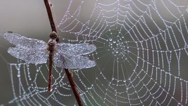 How Strong is Spider Silk?