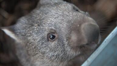 Why Do Wombats Poo Cubes? - Finally We Know