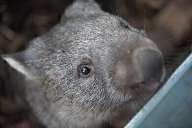 Why Do Wombats Poo Cubes? - Finally We Know