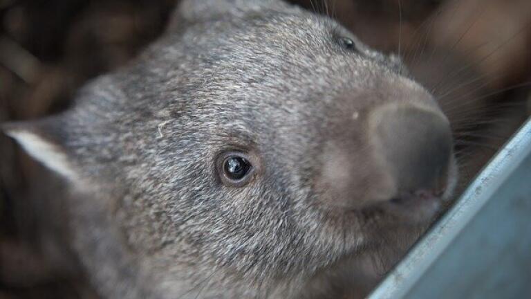 Why Do Wombats Poo Cubes? - Finally We Know