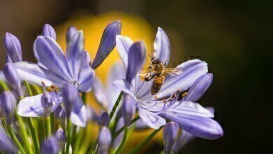 Which Plants Are Best for Bees?