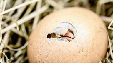 What Are No-Kill Eggs?