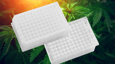 Preparing Samples of Cannabis Plant for THC/CBD Analysis  