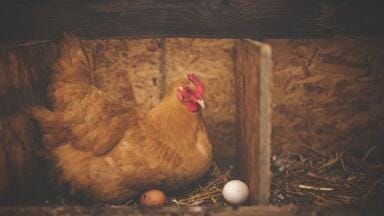 GM Chickens Lay Eggs Containing Drugs