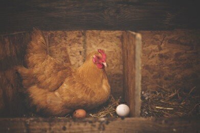 GM Chickens Lay Eggs Containing Drugs