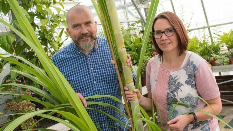 Sugarcane Waste to Tackle Tooth Decay, Obesity and Diabetes