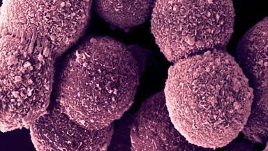 New Pooled Donor Suspension Hepatocytes Enables Reproducibility