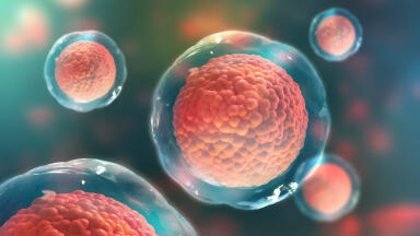 CRISPR/Cas9 Knockout Cell Lines and Lysates