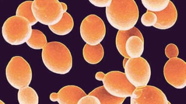 Wild About the Evolution of Domesticated Yeast