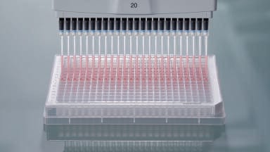 Manual Pipetting of 384-well Plates Made Easy  