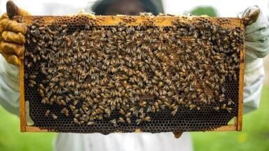 Can Bees Do Maths?