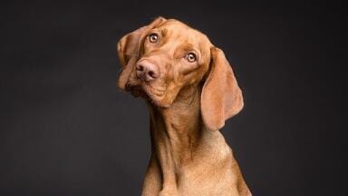 Dogs Might Be Able to Sniff Out Seizures Before They Happen