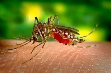 How to Deter Mosquitoes - With Your Blood