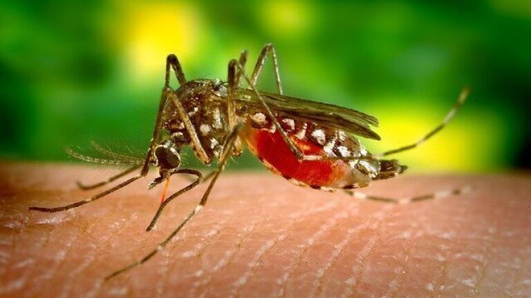 How to Deter Mosquitoes - With Your Blood