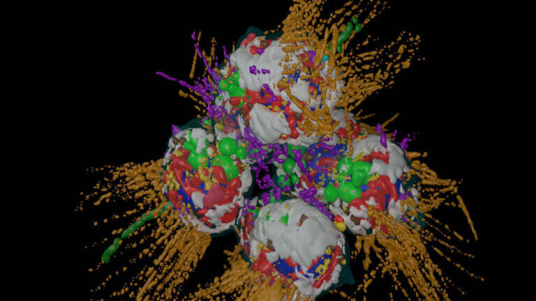 Marine Model Organisms to Advance Understanding of Animal Evolvement