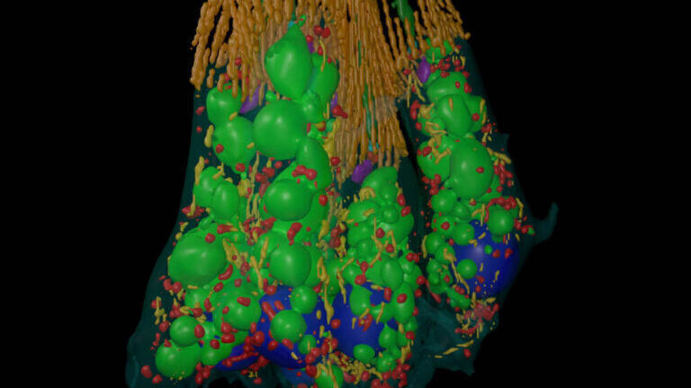 Marine Model Organisms to Advance Understanding of Animal Evolvement