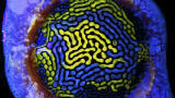 Call for Entries:  Science Photographer of the Year 2019