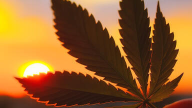 New Pesticide CRMs Released Specifically for Cannabis Labs in California and Similar States