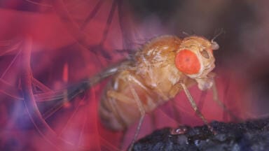 High Performance Drosophila ChIP Kits