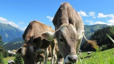 Which Cows Make the Best Milk?