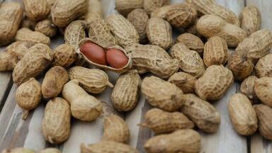 Gut Bacteria Could Be Key to Allergy Prevention