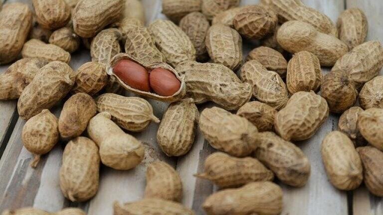 Gut Bacteria Could Be Key to Allergy Prevention