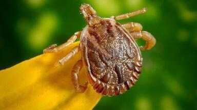 How Prevalent is Lyme Disease in the UK?
